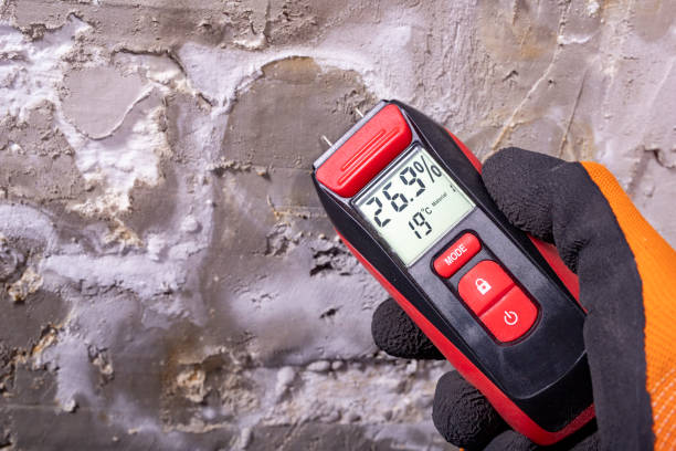 Best Black Mold Removal  in Miami Springs, FL
