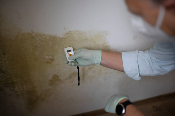 Best Residential Mold Removal  in Miami Springs, FL