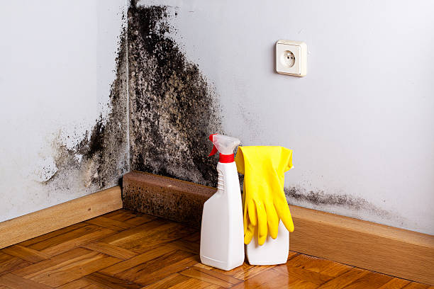 Best Black Mold Removal  in Miami Springs, FL